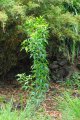 Bois de pattes poule = bois de saint Leu. VEPRIS lancelonata. Mascareigne. Rutaceae. 10m